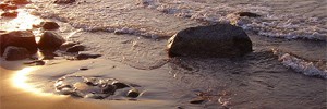 На литовском побережье найдено 6 мёртвых тюленей