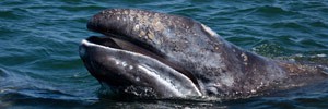 Новый рекорд дальности миграции серых китов — 22500 км