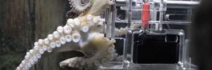 В океанариуме Окленда осьминога научили фотографировать