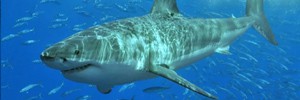 На Гавайях акула напала на снорклера