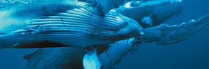 Горбатые киты. Медовый месяц на далеком Тонга