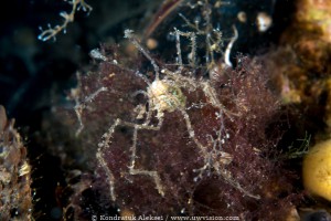 Морской паук (Nymphon grossipes)