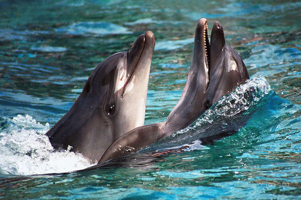 Благодаря «Роснефти» ученые смогут возобновить исследования черноморских дельфинов
